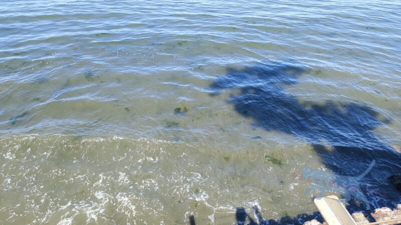 どんな海だろうと思ったけども…　少し見ただけでも海藻が多い