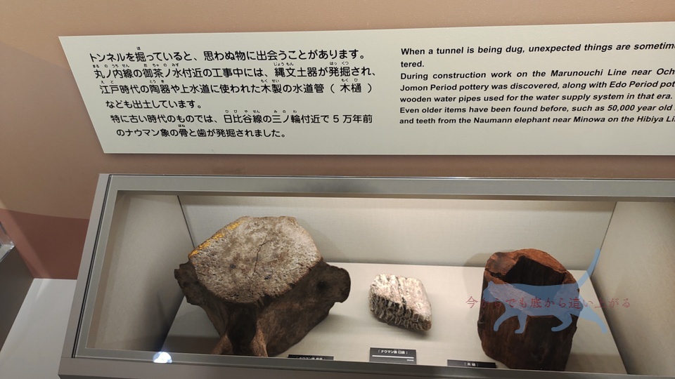 5万年前のナウマン像の骨も出土したらしい。　(画像中央)