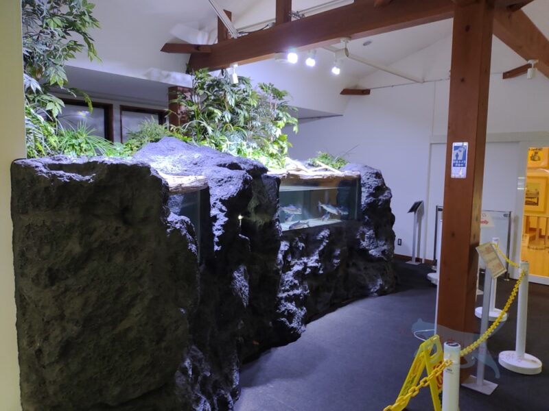 絶滅したと思われていたクニマスが2010年西湖で見つかり展示館もあり無料で見学できる