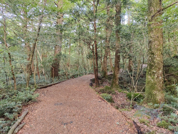 ゲートを超えると樹海を歩く。　ウッドチップが敷かれており森林浴を楽しむ　　　　最高だ！