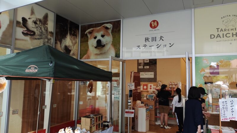 秋田犬ステーション　秋田犬に会える場所といっても常に会える訳じゃなかった…そりゃそうだよね